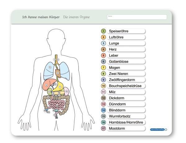 Ich kenne meinen Körper - Die inneren Organe - Lerntafel ohne Stift