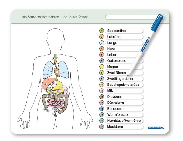 Ich kenne meinen Körper - Die inneren Organe - Lerntafel mit Stift