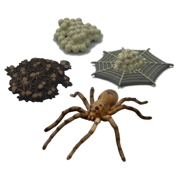 Lebenszyklus Spinne
