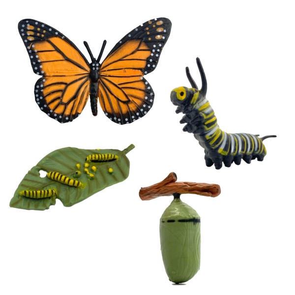 Lebenszyklus Schmetterling