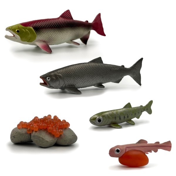 Lebenszyklus Lachs