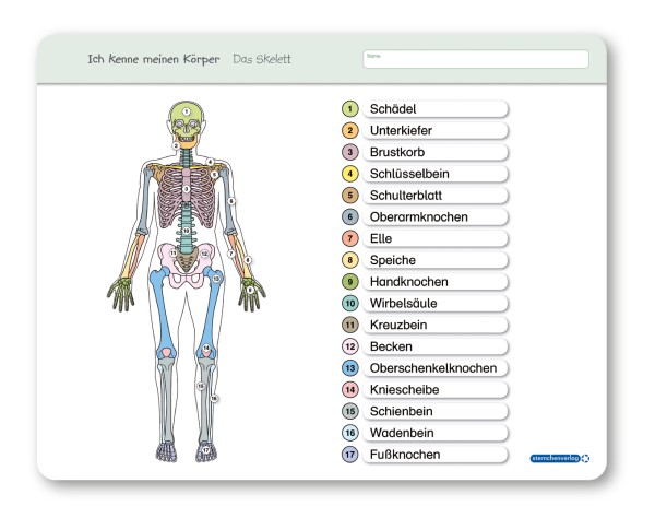 Ich kenne meinen Körper - Das Skelett - Lerntafel ohne Stift