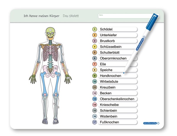 Ich kenne meinen Körper - Das Skelett - Lerntafel mit Stift