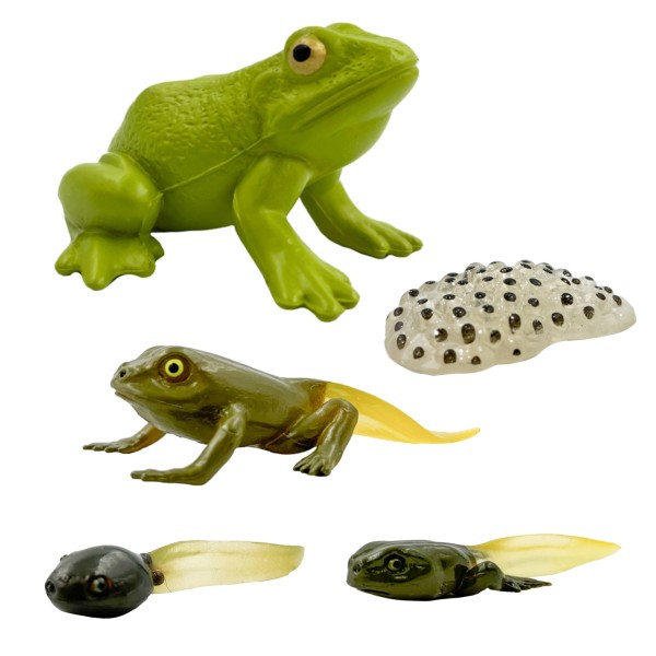 Lebenszyklus Frosch