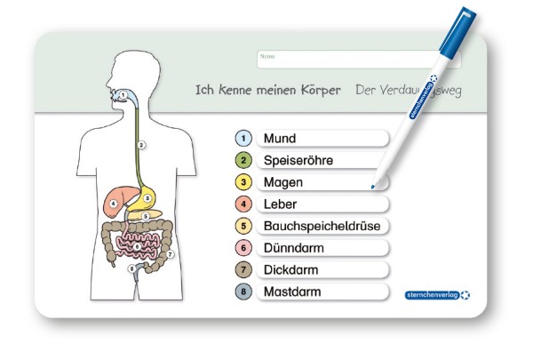 Ich kenne meinen Körper - Der Verdauungsweg - Lerntafel mit Stift