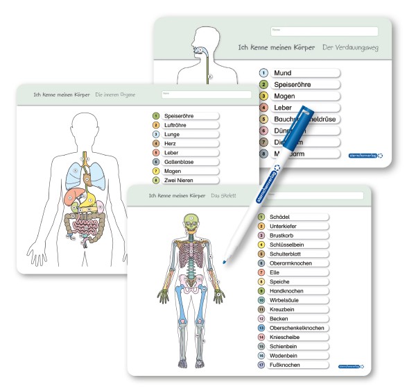 Ich kenne meinen Körper Organe / Skelett / Verdauung - 3 Tafeln im Set - Lerntafel mit Stift
